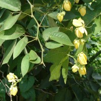 Senna bacillaris (L.f.) H.S.Irwin & Barneby